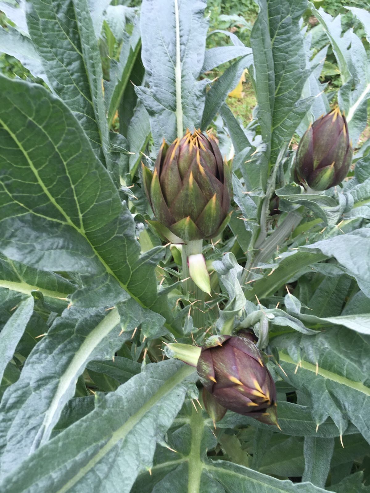 Fertilizzanti per settore agricolo