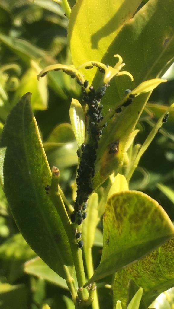 ramo con presenza di parassiti