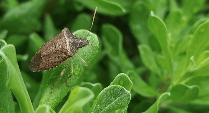 piantine con insetto