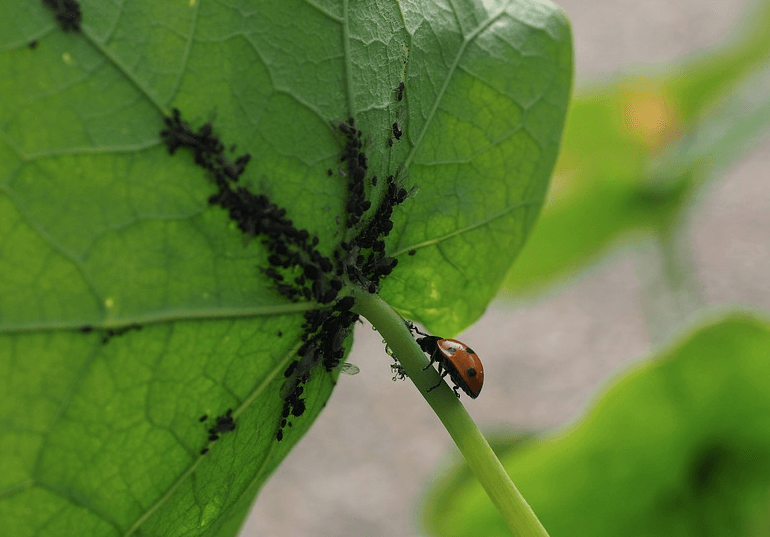 foglia con coccinella