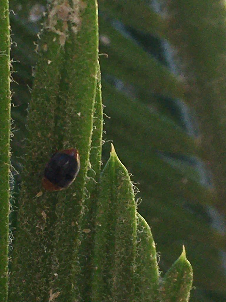 foglie di una pianta con coccinella