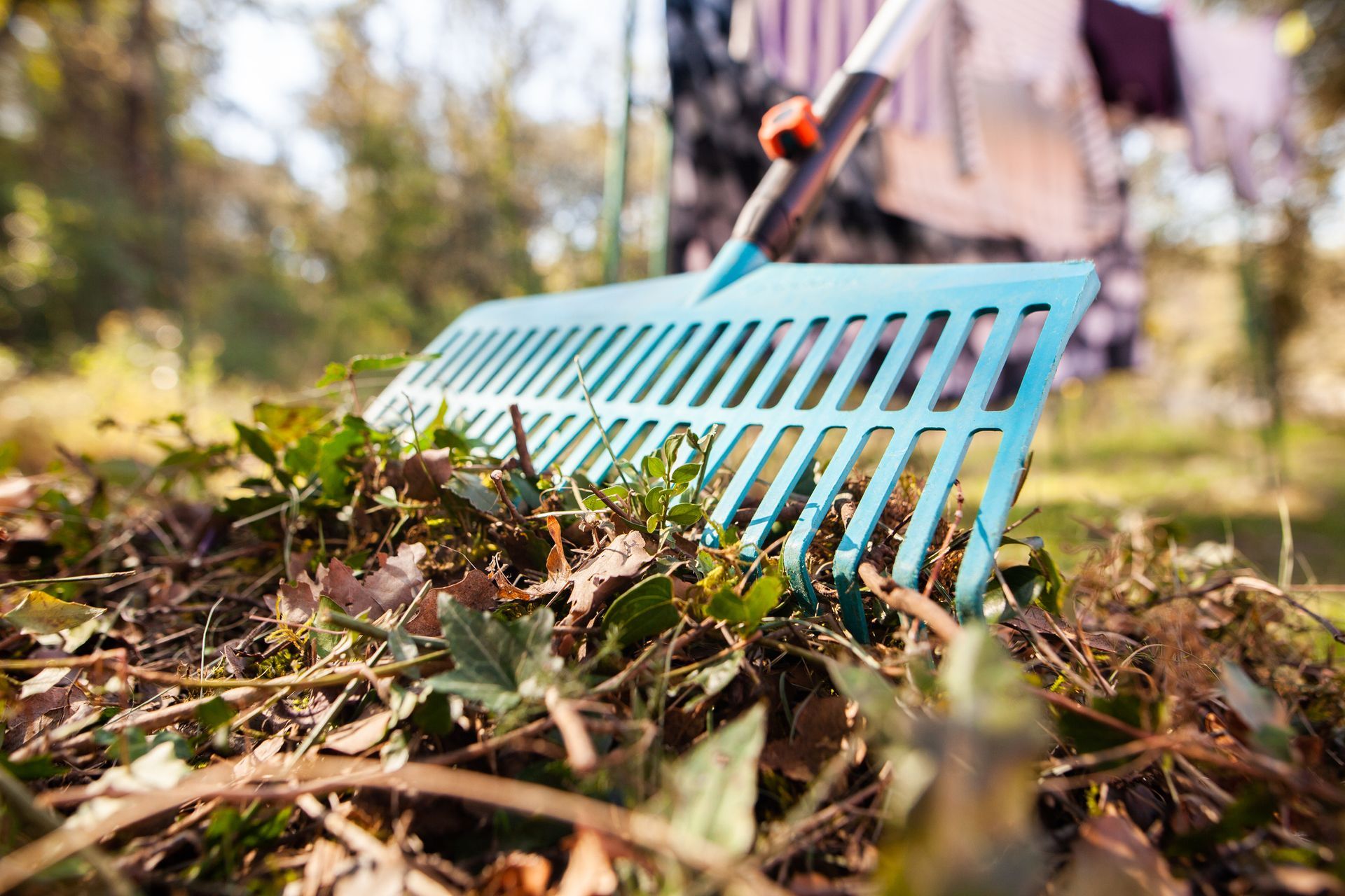 A person is raking leaves in a pile with a rake.