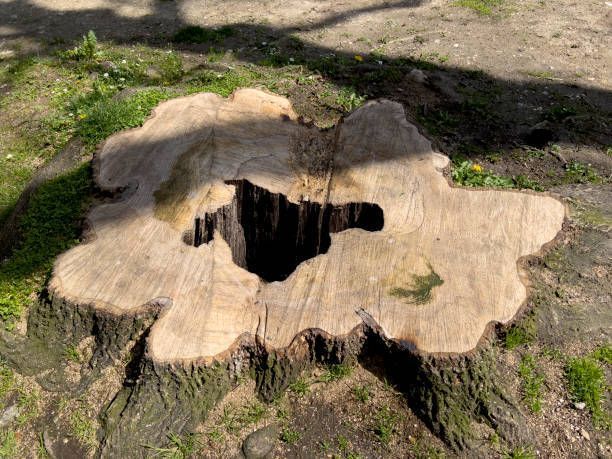 A tree stump with a hole in the middle of it.