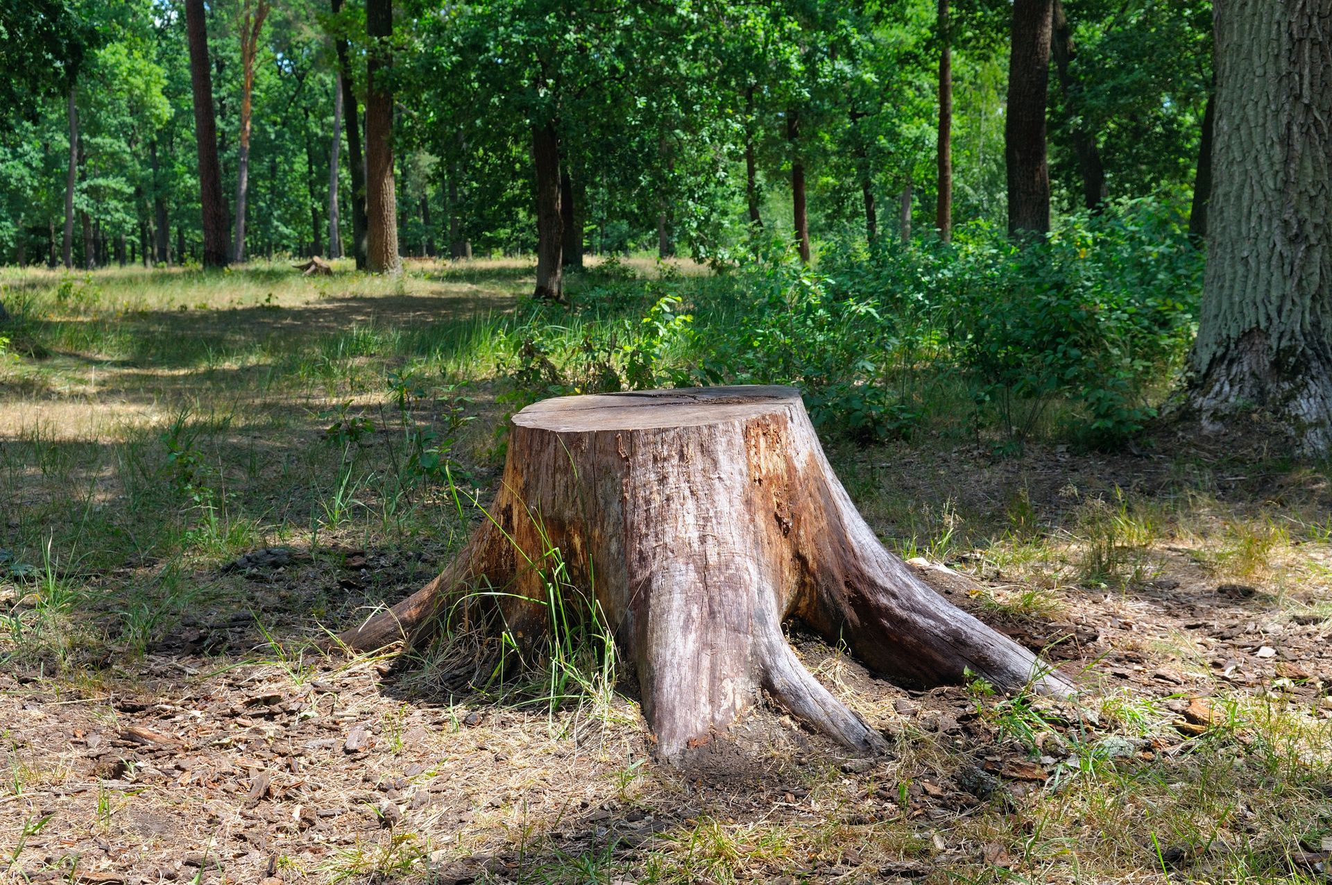 A tree stump in the middle of a forest.