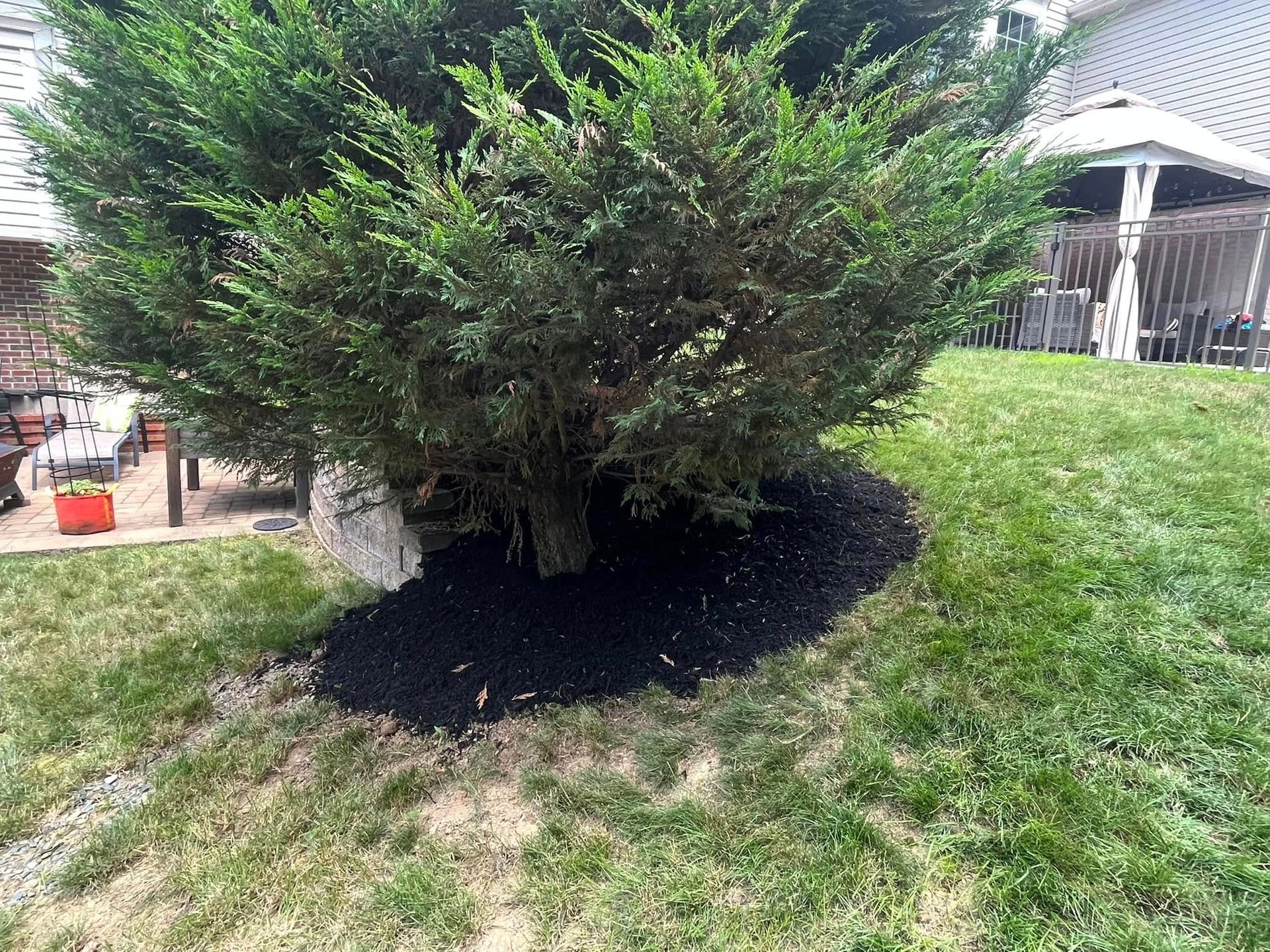 A tree is sitting in the middle of a lush green lawn.