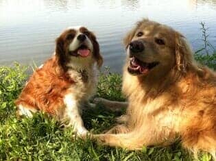 Pet Services — Dogs by the Lake in Boston, MA Pet Services — Dogs by the Lake in Boston, MA