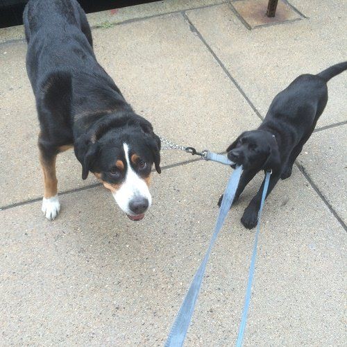 Dog Walker Boston, MA Boston Pet Sitters