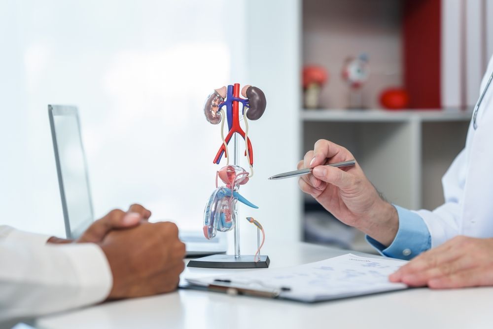 A Medical Professional Uses A Pen To Explain A Model — URO - Urology Specialists in Sydney, NSW
