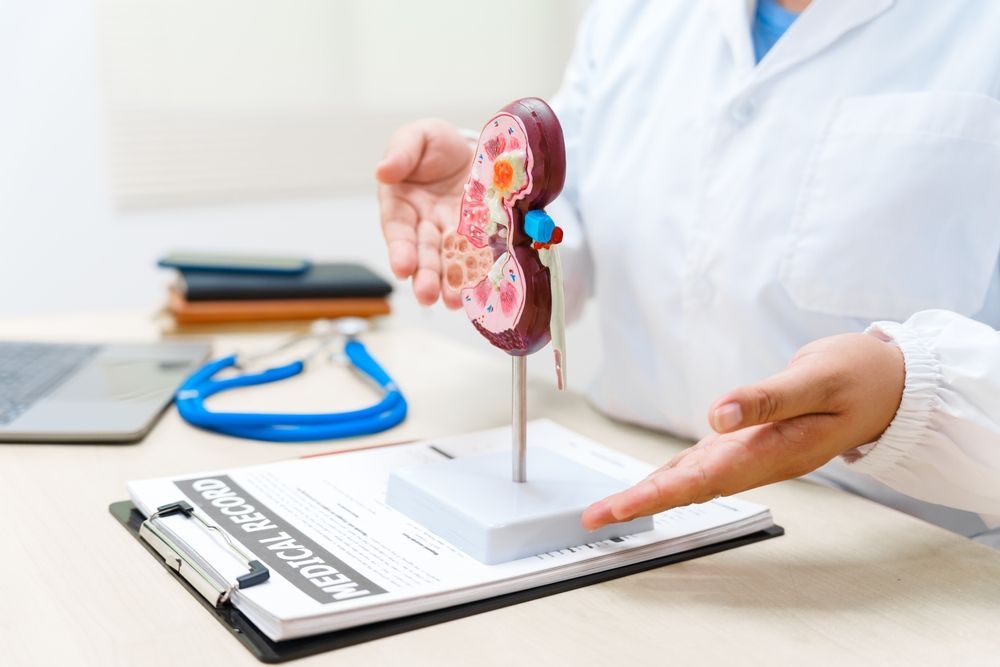 A Medical Professional Gesturing Toward A Kidney Anatomy Model — URO - Urology Specialists in Cairns, QLD
