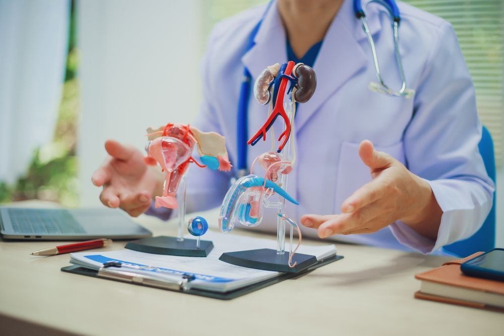 A Medical Professional Gestures Toward Anatomical Models of the Human — URO - Urology Specialists in Double Bay, NSW