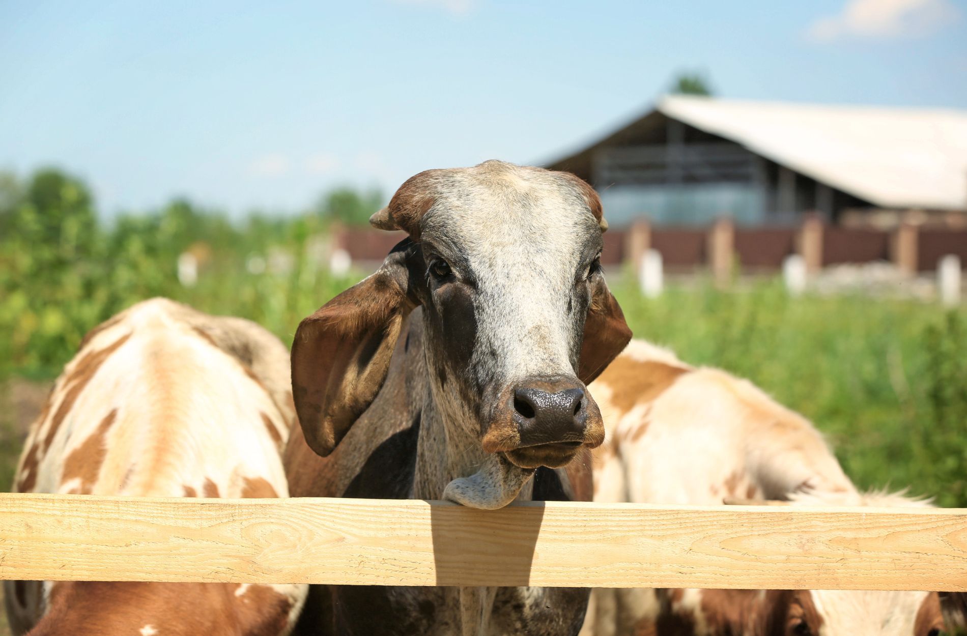 farm fencing