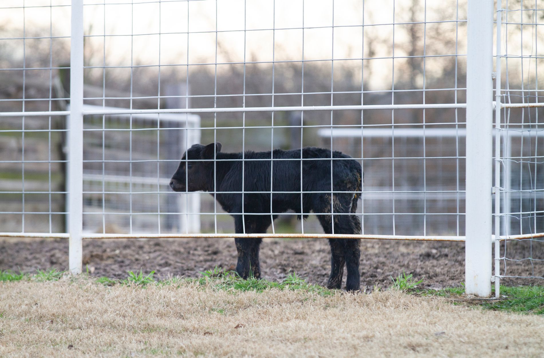 Livestock Fencing