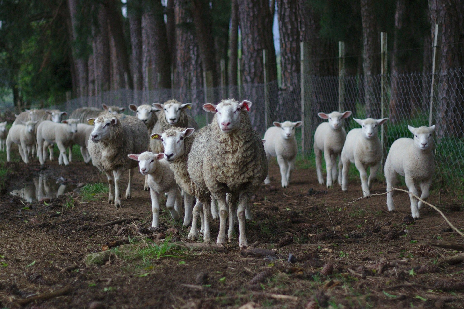 farm fencing