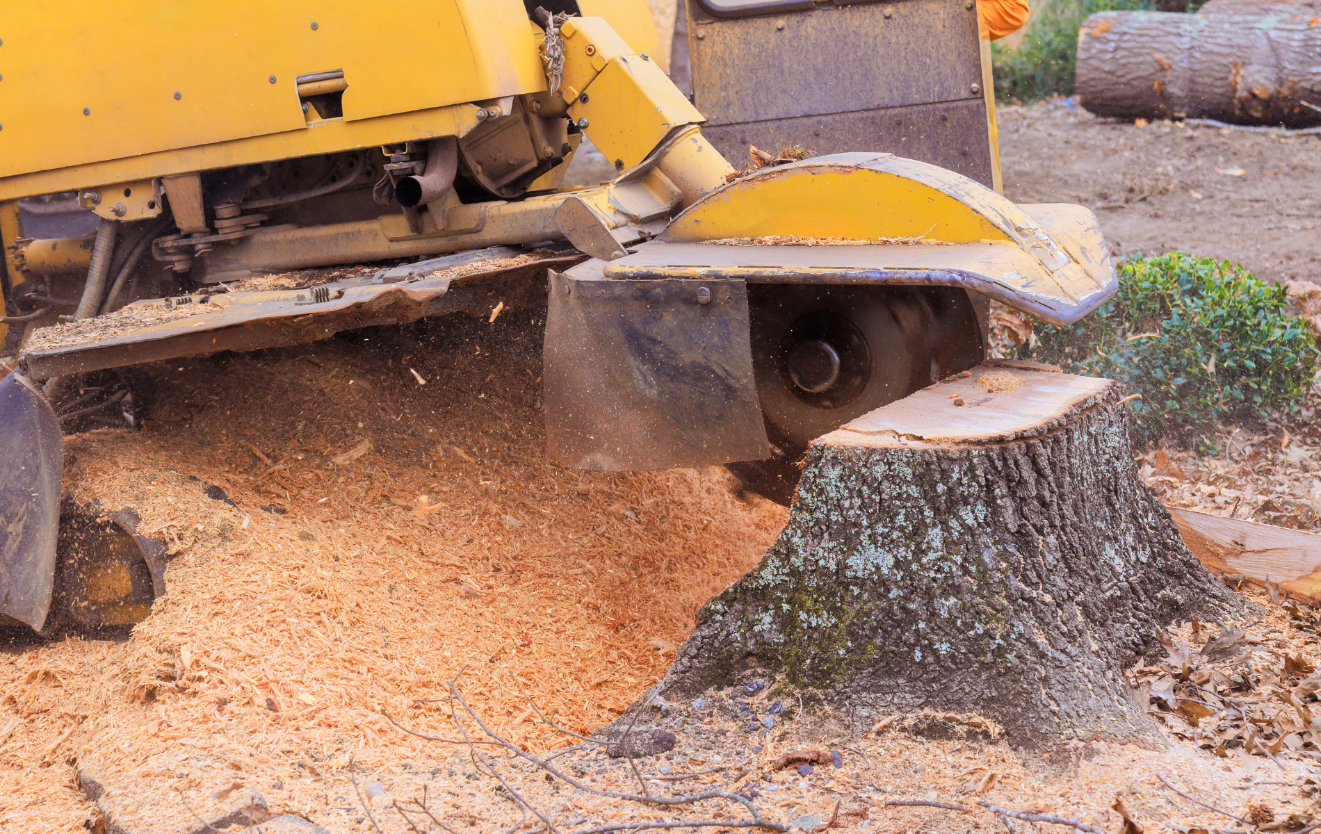 Yellow wood chipper grinding a tree stump, scattering sawdust on the ground.