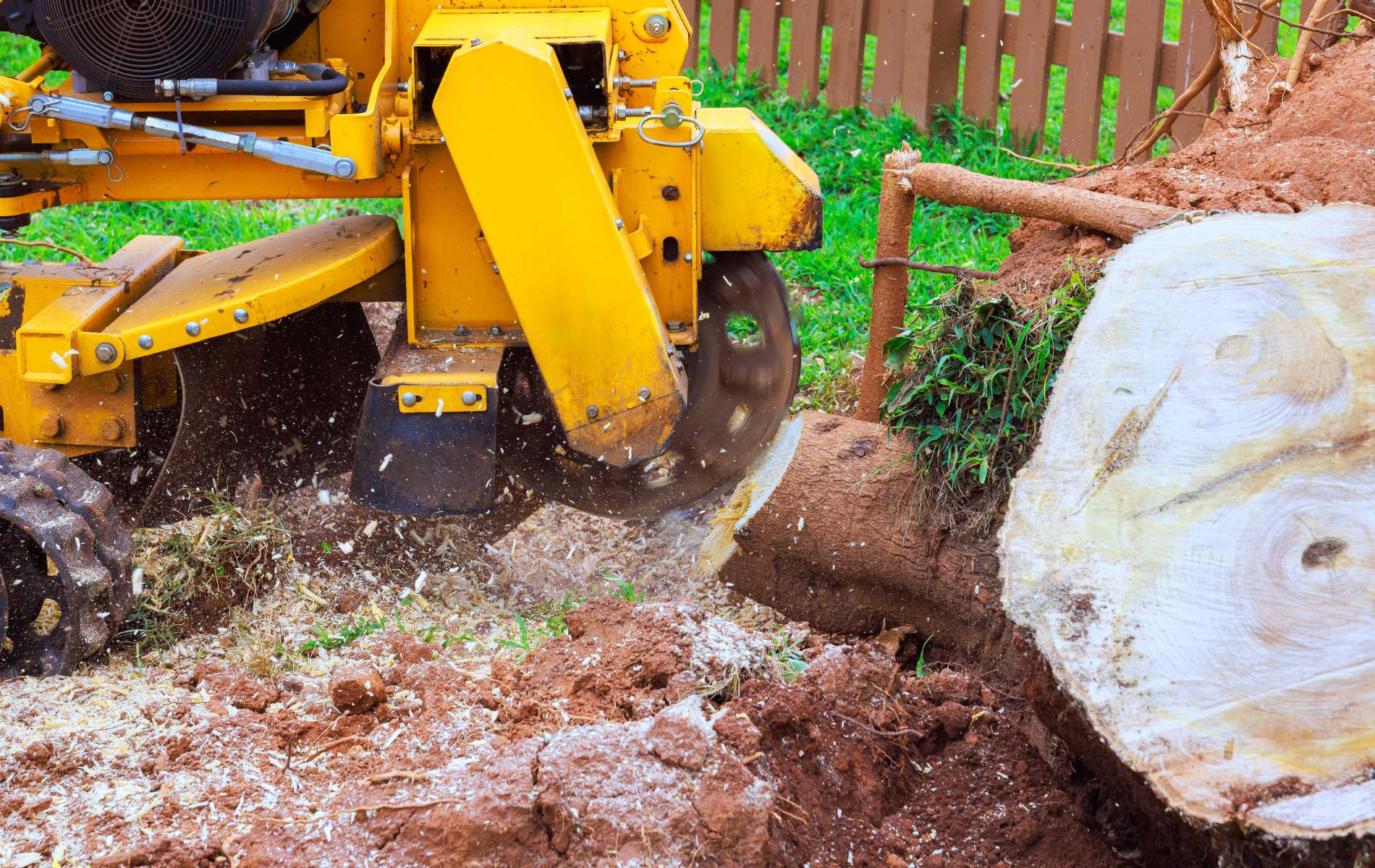 Yellow stump grinder grinding a tree stump in a yard, wood chips flying.
