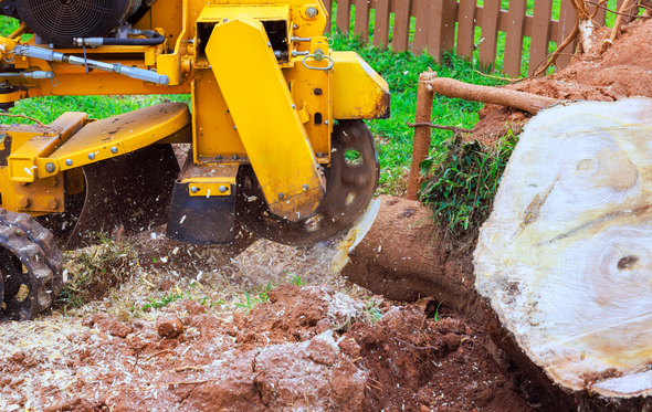 Yellow stump grinder grinding a tree stump in a yard, wood chips flying.