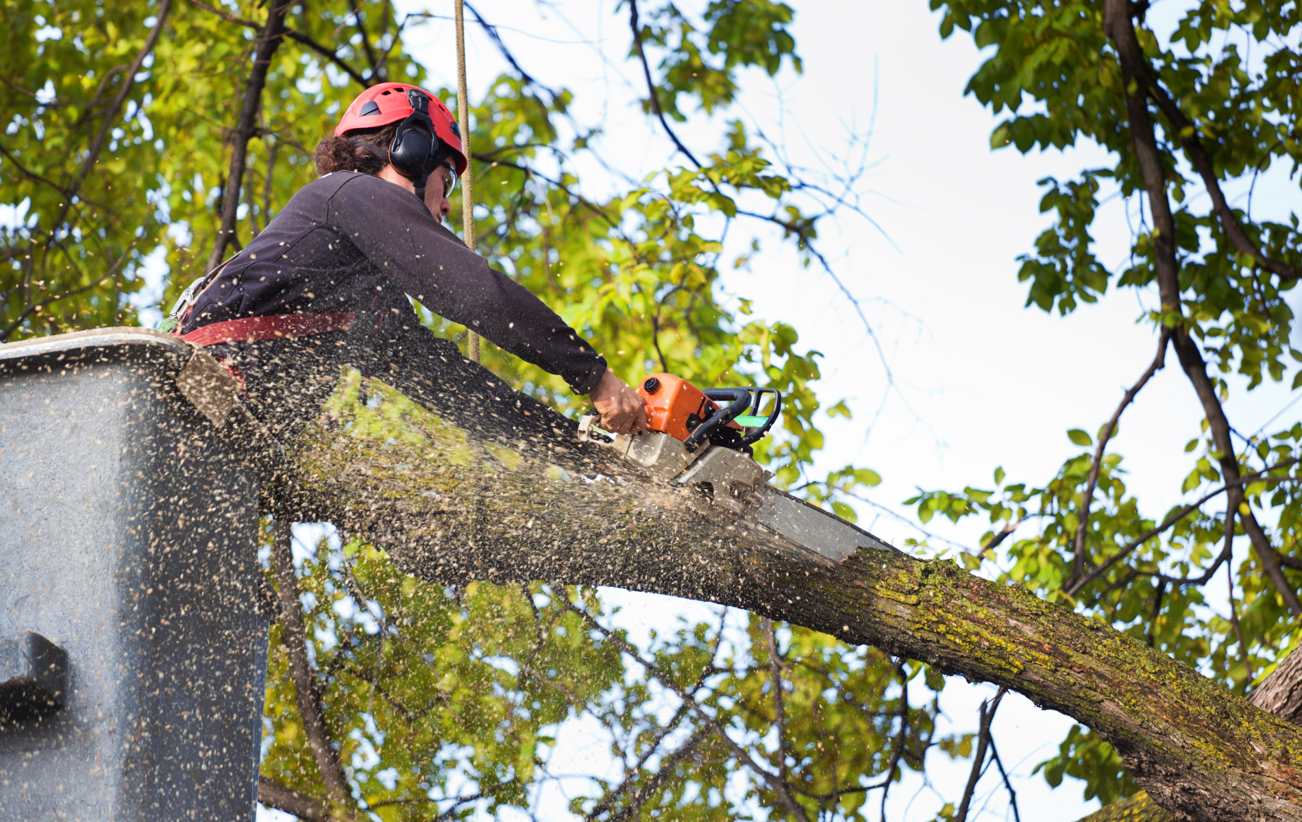 An arborist wearing safety gear uses a chainsaw to prune a large tree limb from a bucket truck.