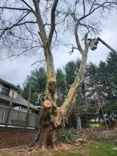A large tree is being trimmed by an arborist in a lift bucket; a house and lawn are in the background.