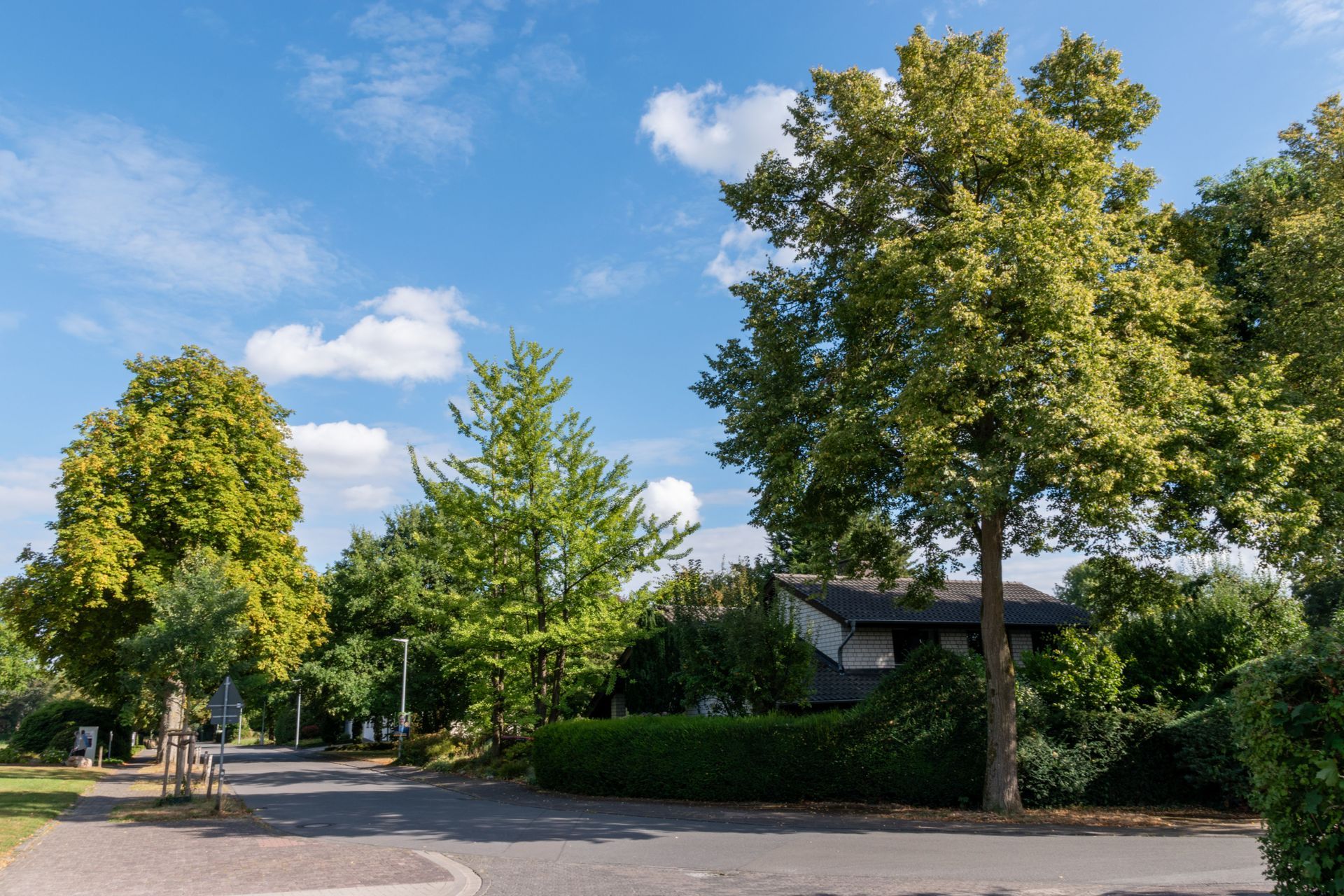 Tree-lined residential street with houses, green hedges, and a blue sky on a sunny day