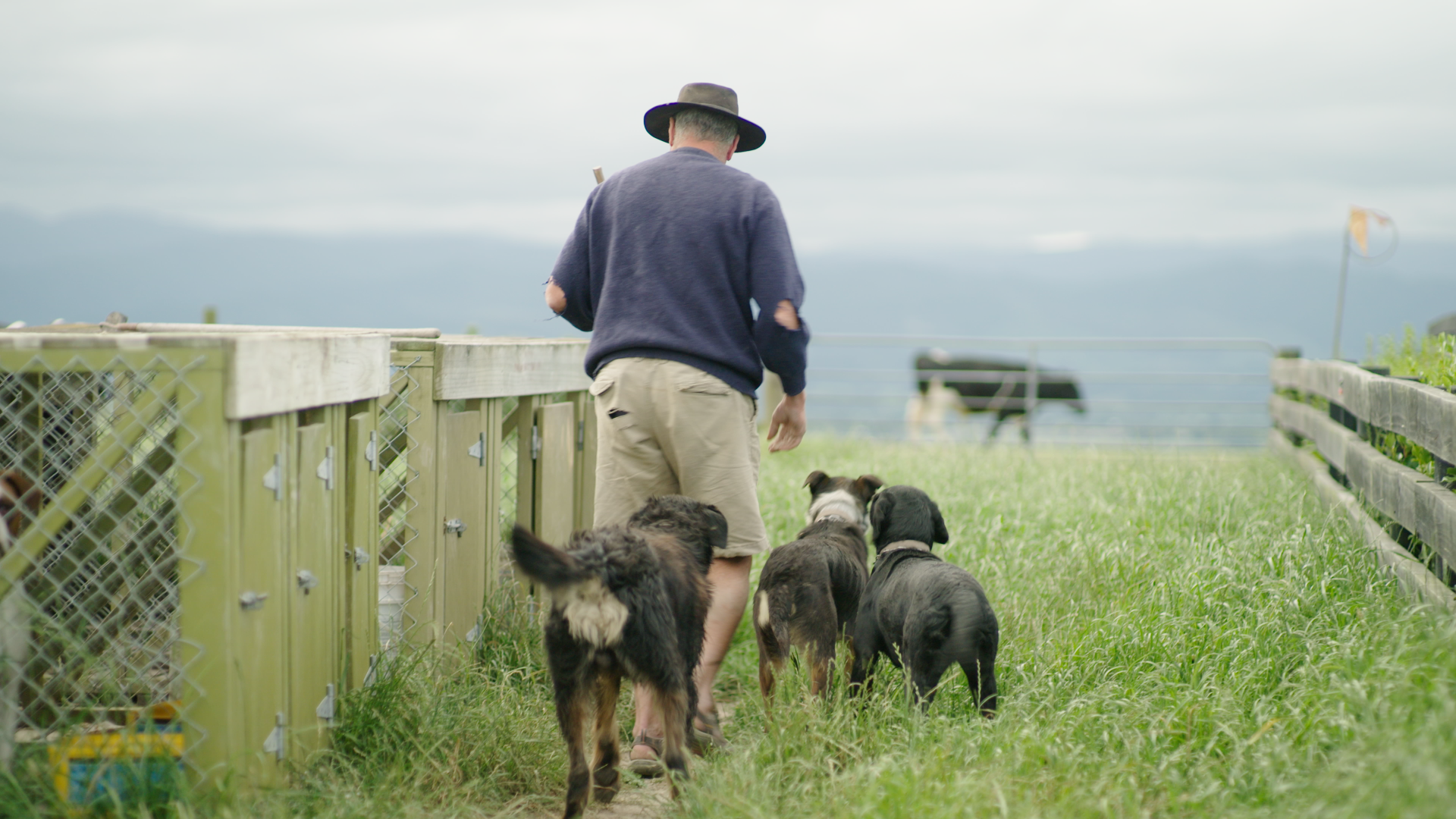 A man is walking three dogs in a field.
