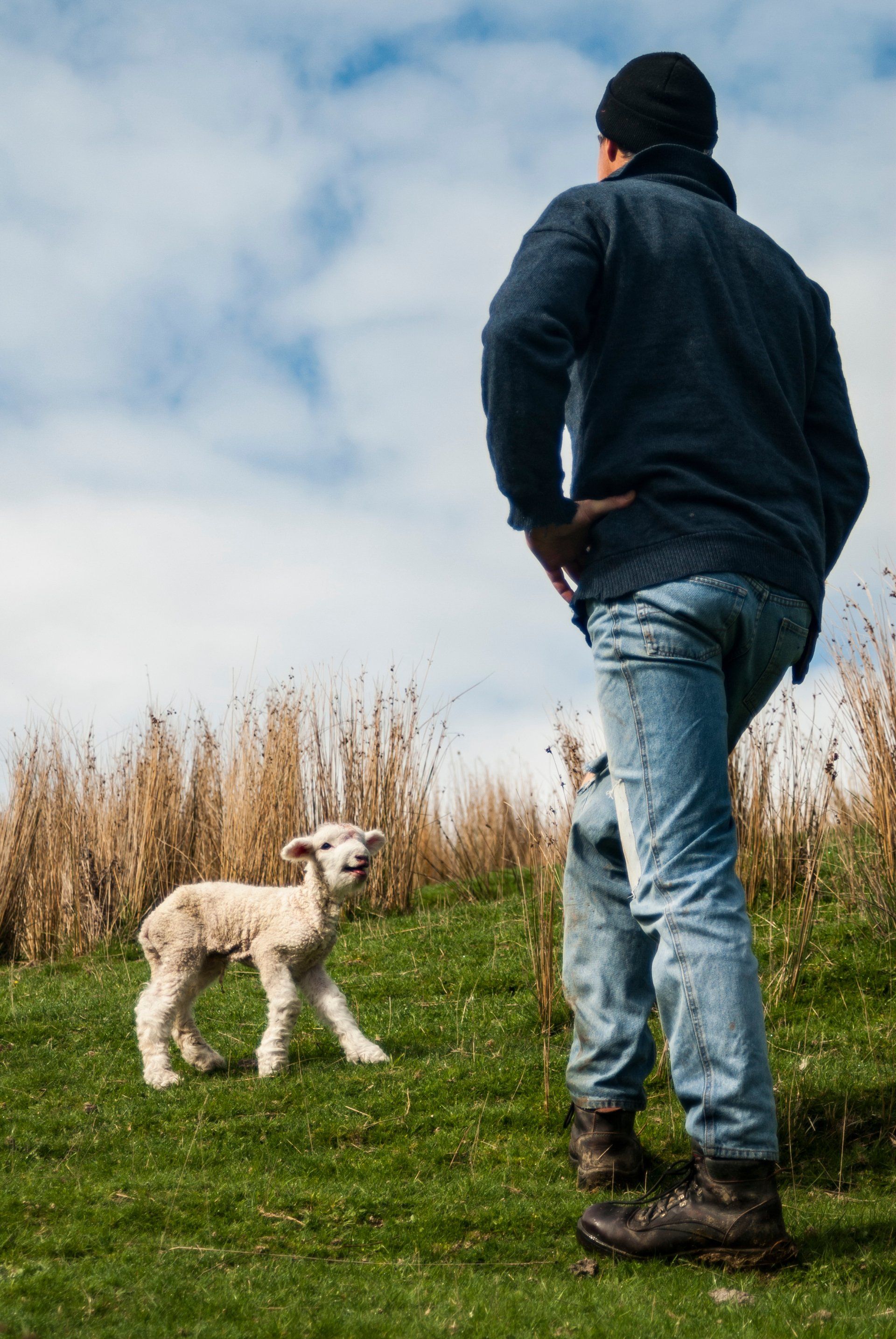 A man is standing in a field looking at a baby sheep.