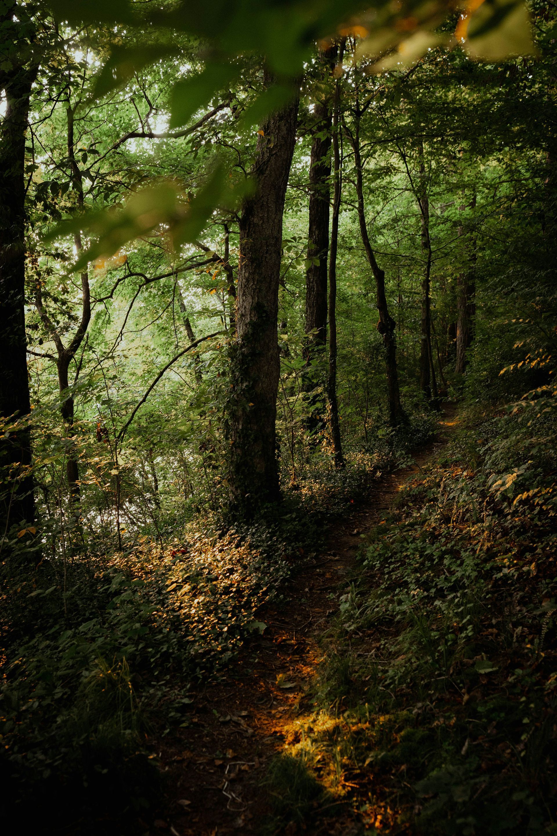 Sunlit forest path with tall trees and dense green foliage