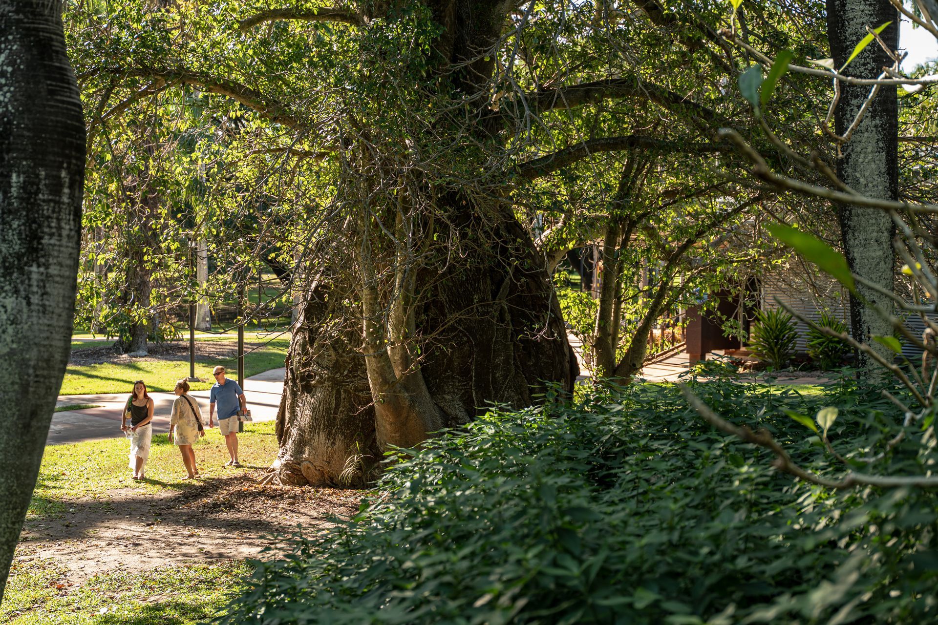 Three people walk along a path near a large tree with a thick, textured trunk in a sunlit, leafy park.