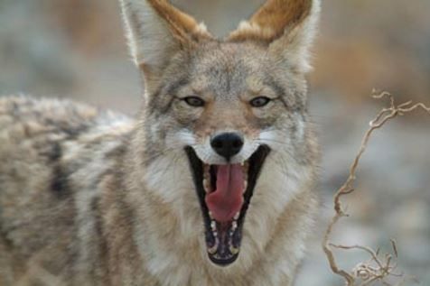 Coyotes in Whittier, CA