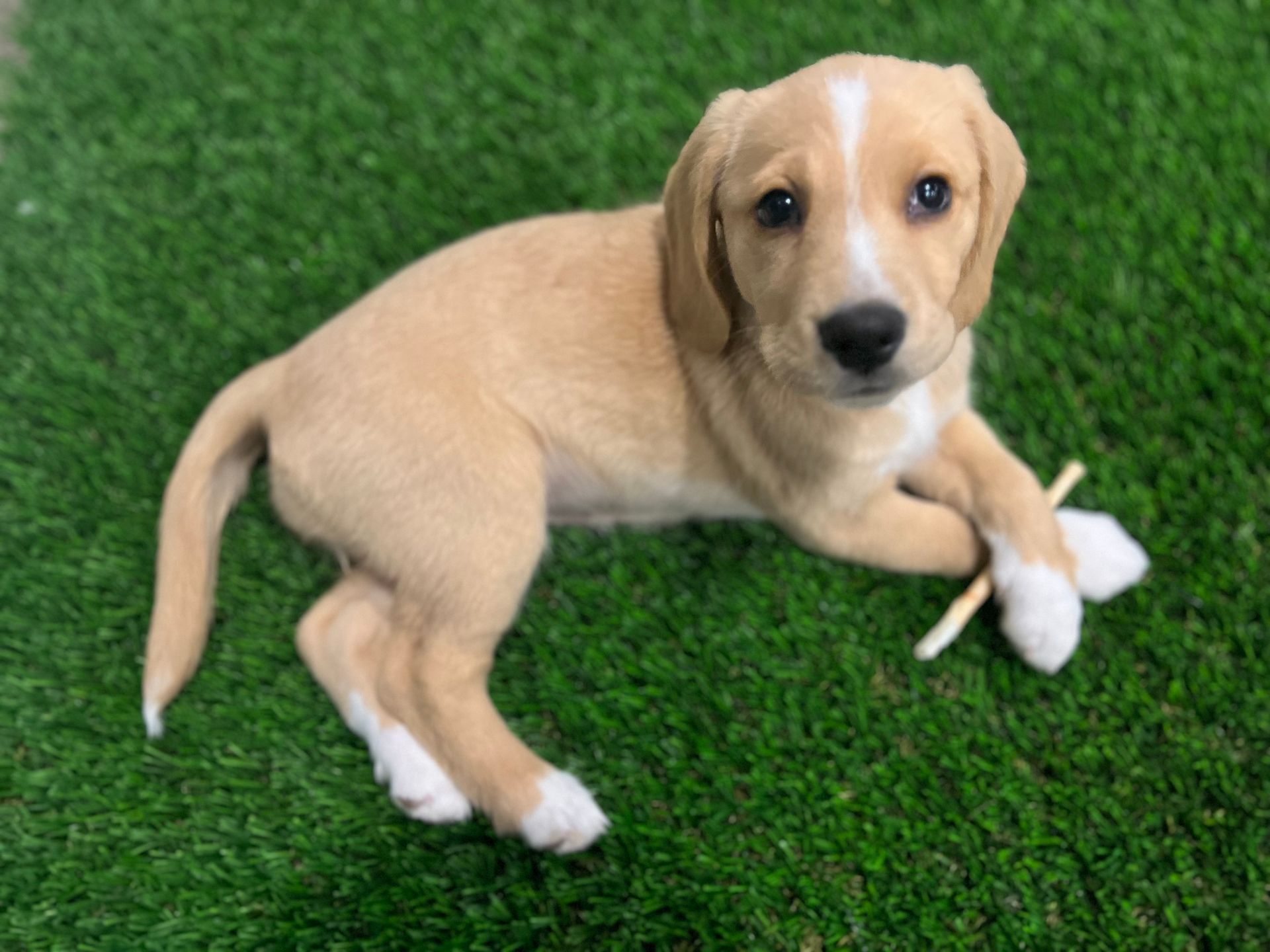 puppy on artificial pet turf