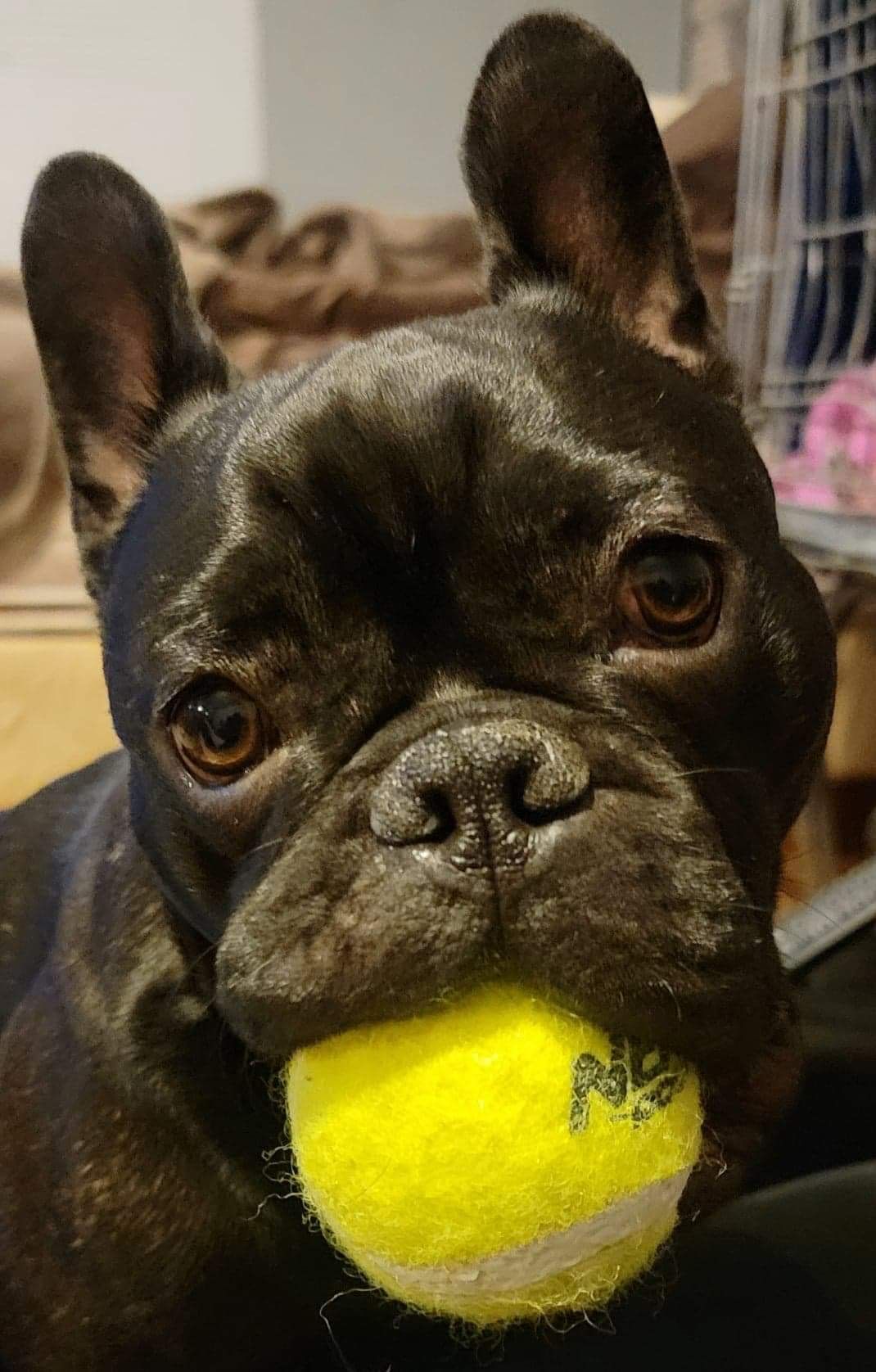 Black French bulldog holding a yellow tennis ball in its mouth.