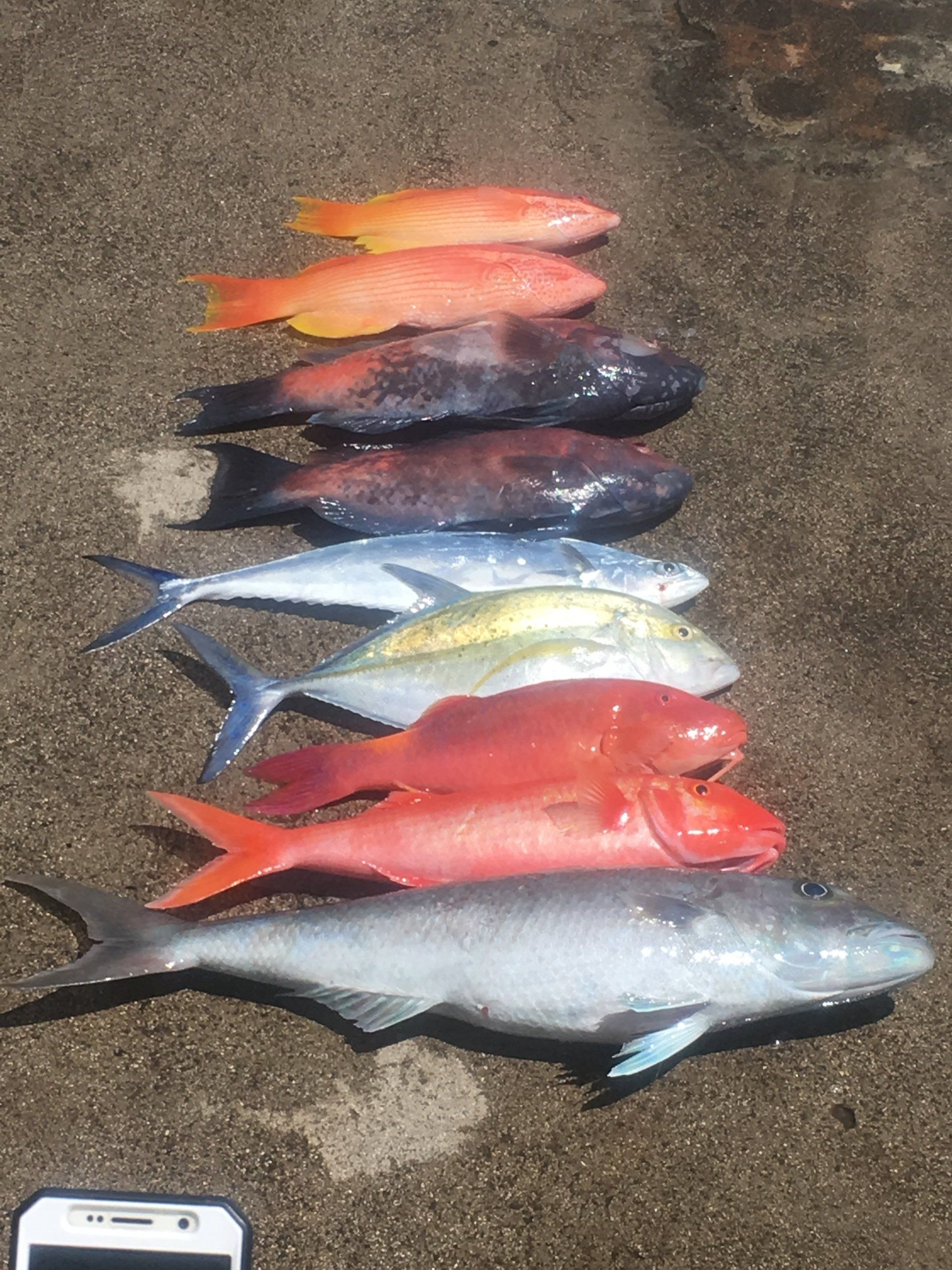 Half Day Oahu Fishing Charters Pearl Fishing Oahu