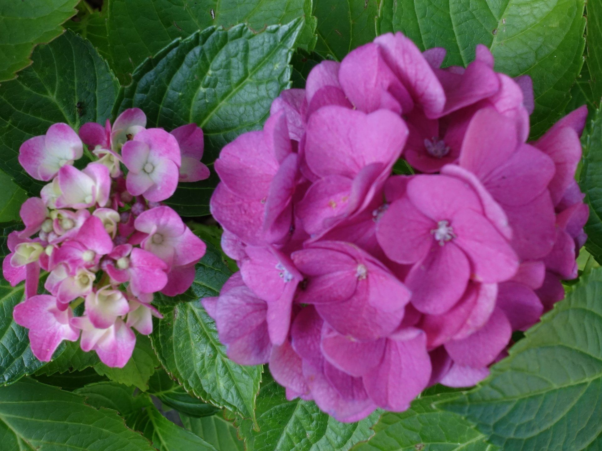 Eine Nahaufnahme von zwei rosa Blüten, umgeben von grünen Blättern.