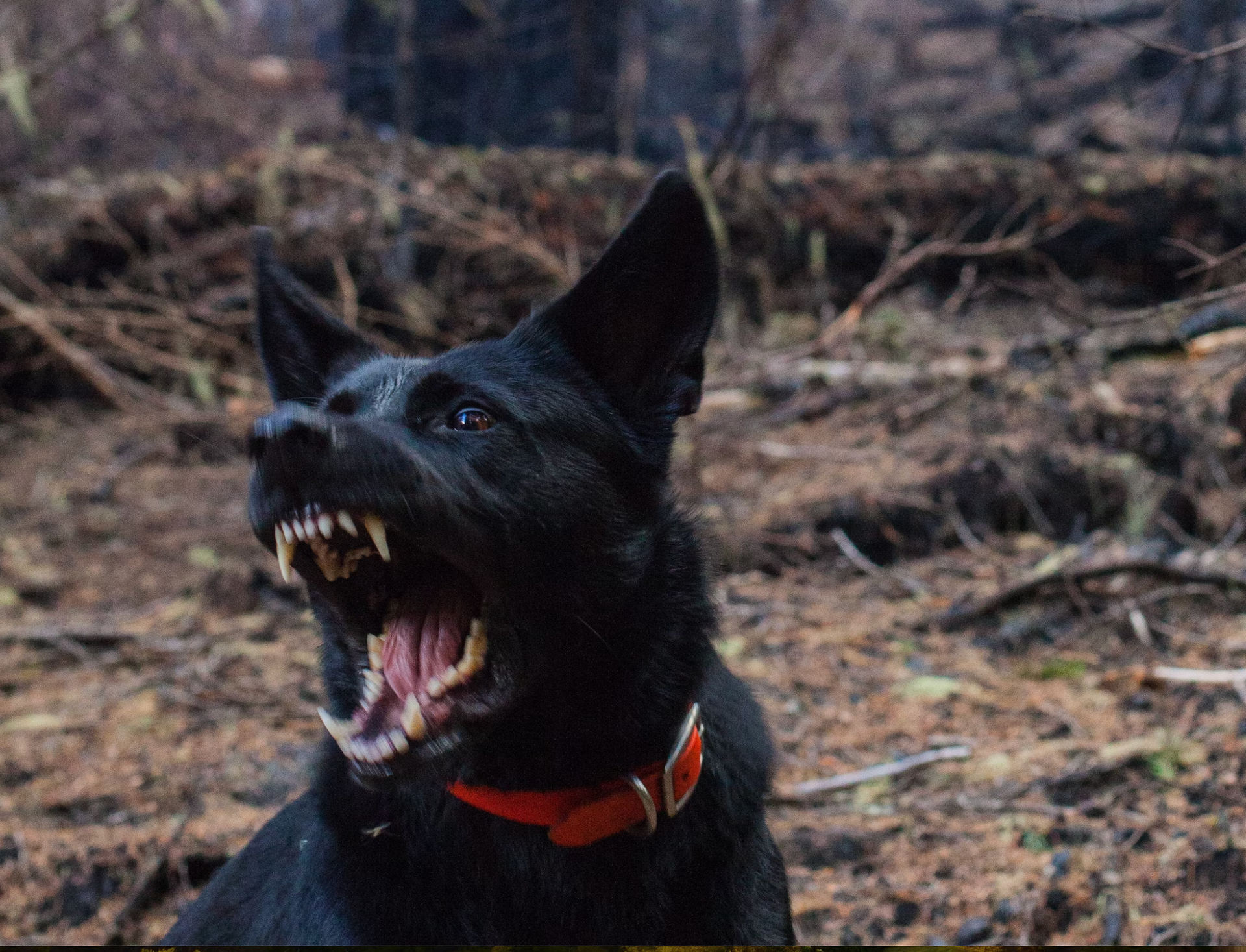 A black dog with its mouth open and teeth showing