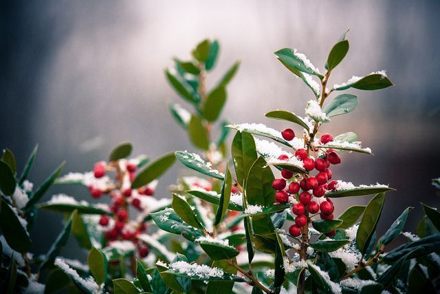 memphis landscape midsouth landscaping winter landscape