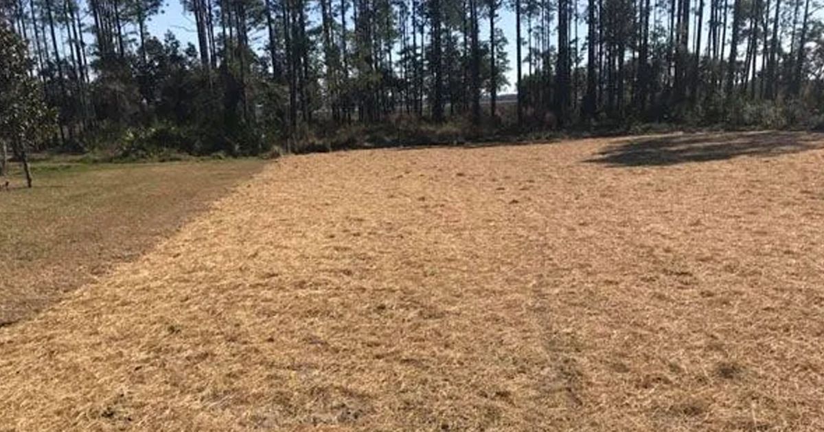 Land Clearing in Jacksonville, FL – Professional Site Preparation