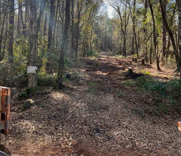 A dirt road in the middle of a forest with trees and leaves on the ground.