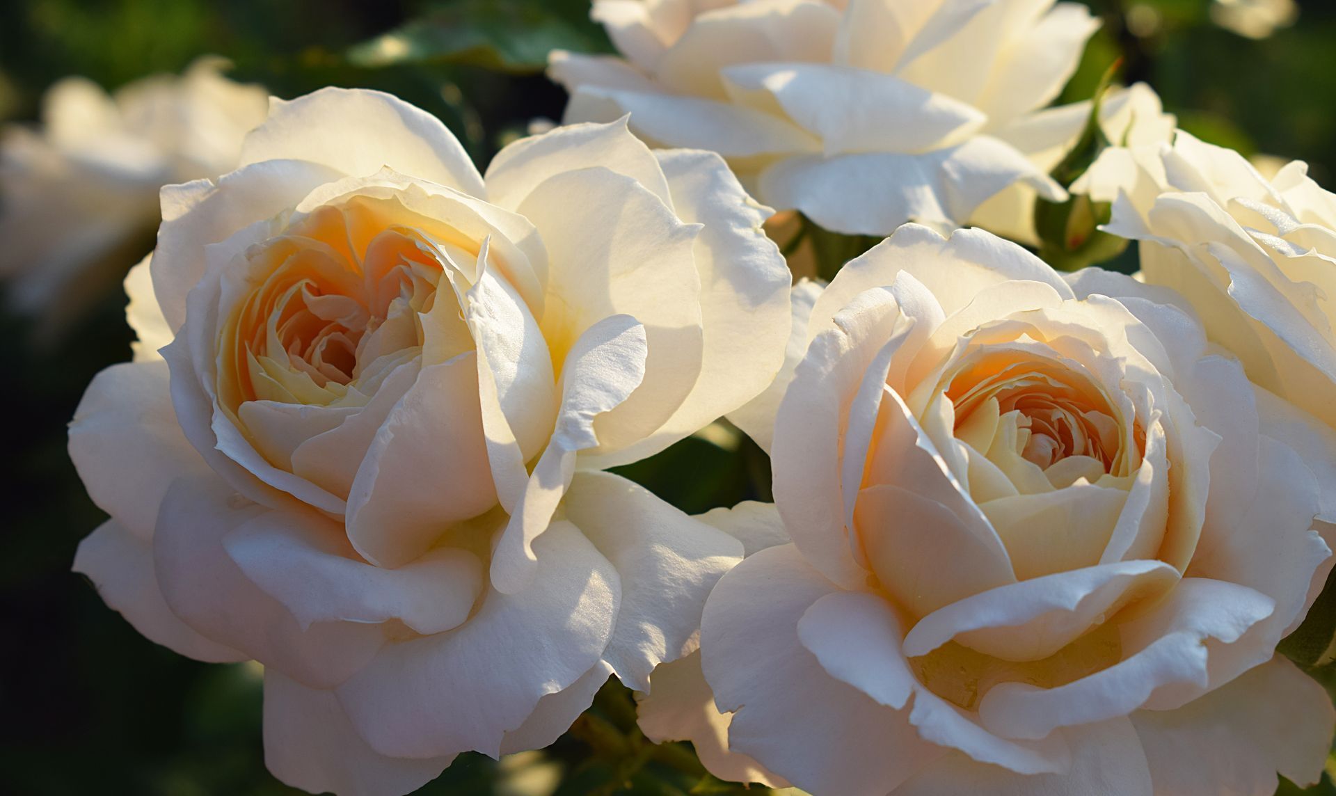 Pink roses on a black background.