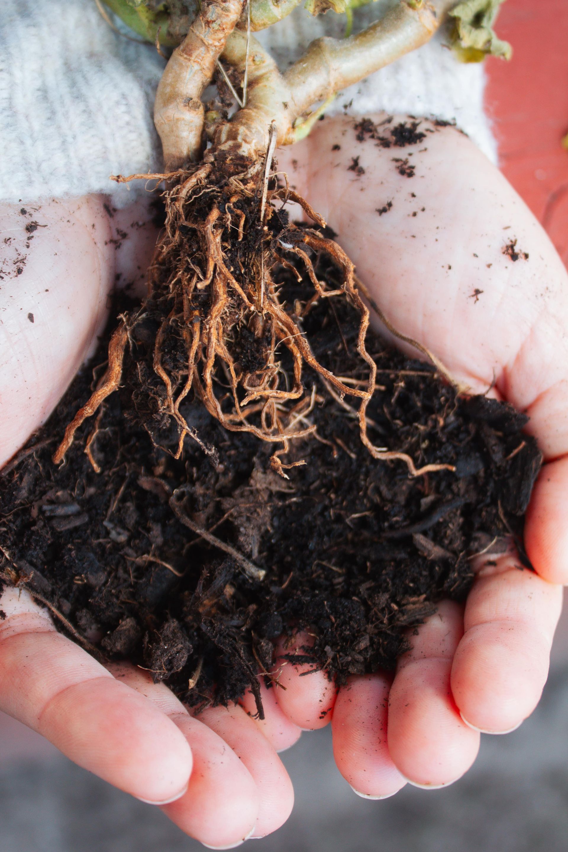 Hands holding a plant with exposed roots and dark soil.