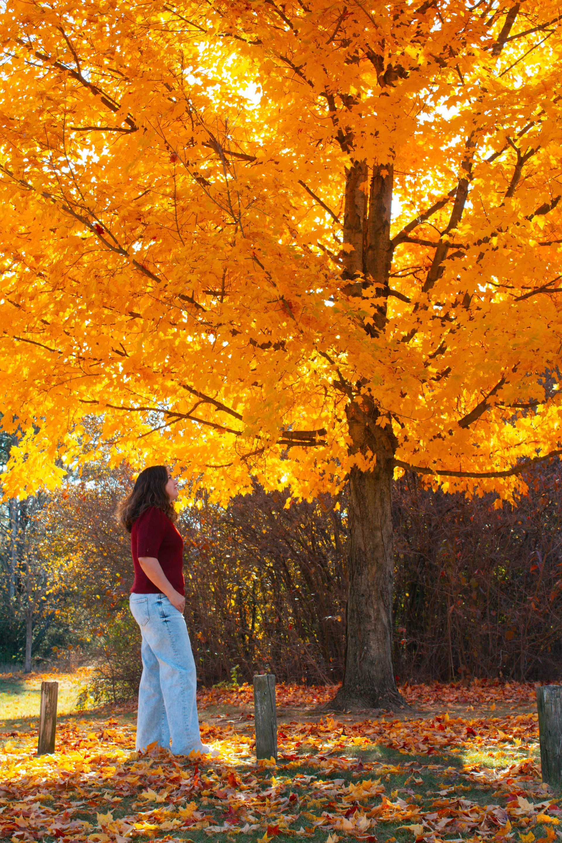 Woman looking up at a tree with golden leaves; fallen leaves on the ground.