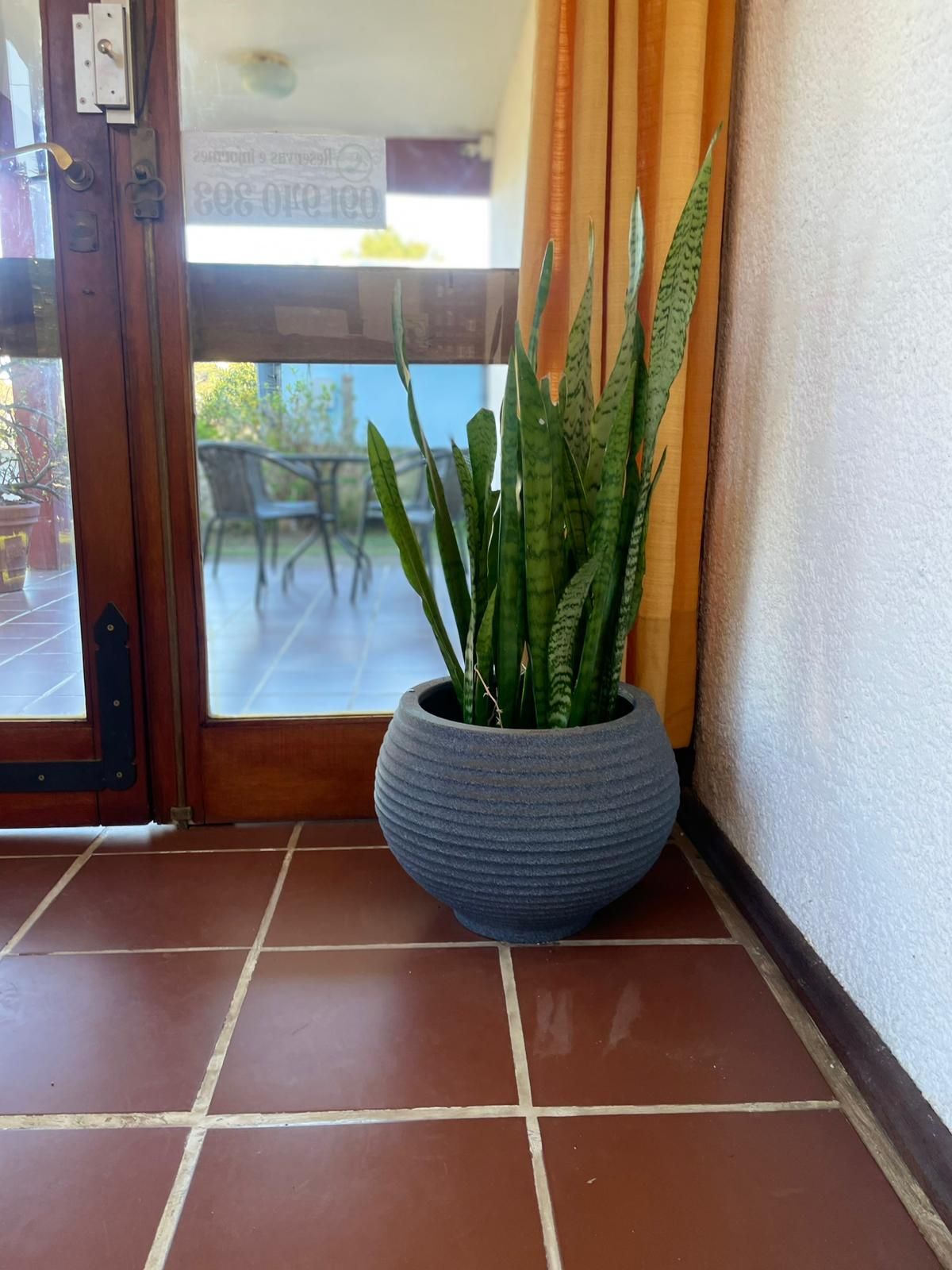 Planta serpiente alta en una maceta gris texturizada sobre baldosas de terracota, junto a una puerta de cristal.