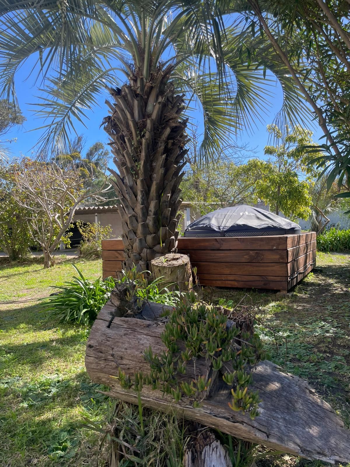 Palmera y jacuzzi de madera en un patio trasero con césped, bajo un cielo azul brillante.