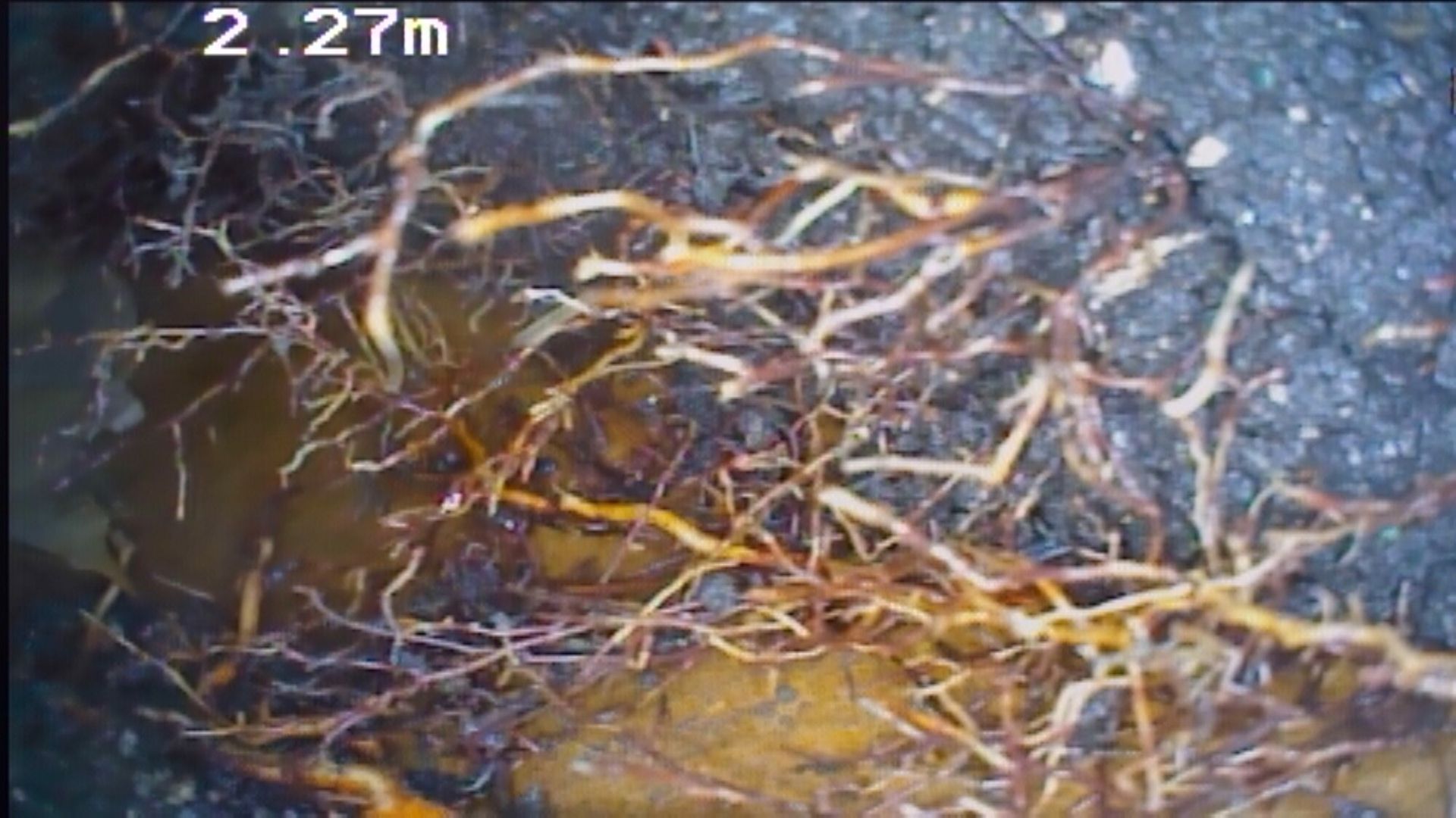 A bunch of roots are growing out of the ground.