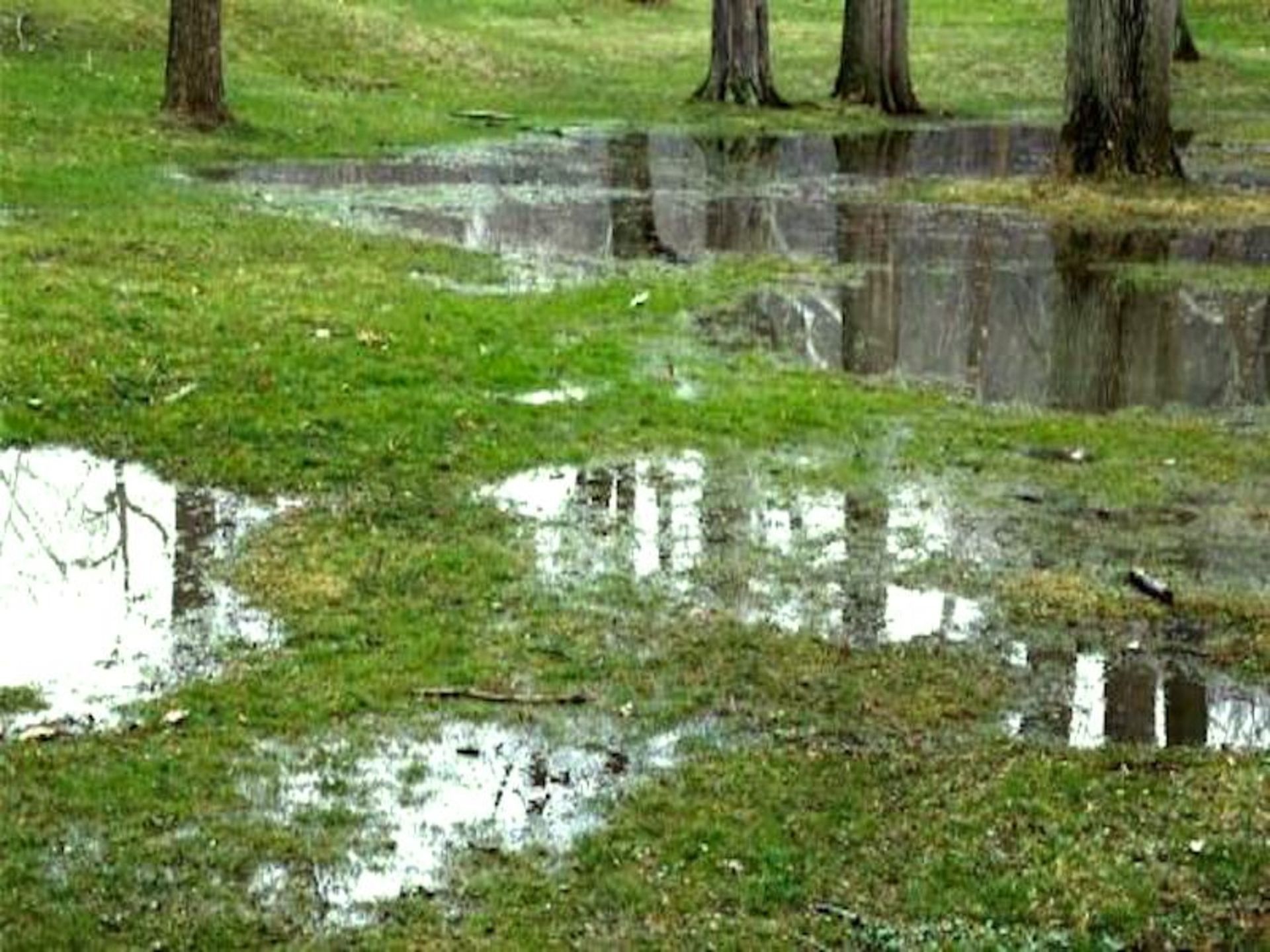 A puddle of water in the grass with trees in the background