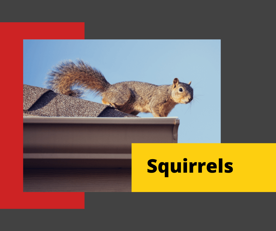 Squirrel-Control