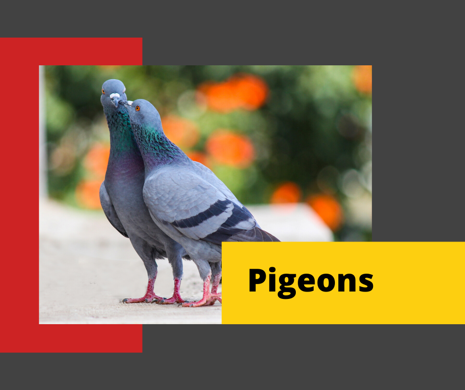 Pigeon-Control