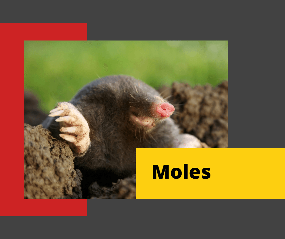 Moles-Control