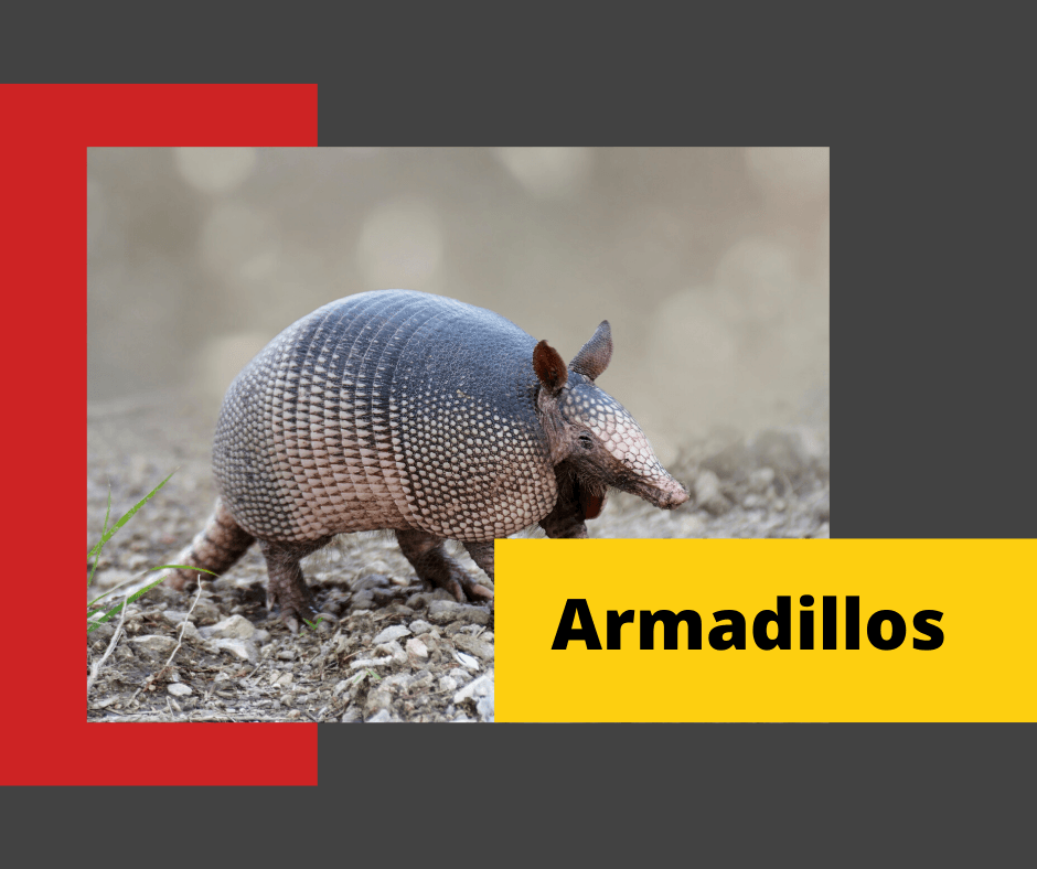 Armadillo-Control