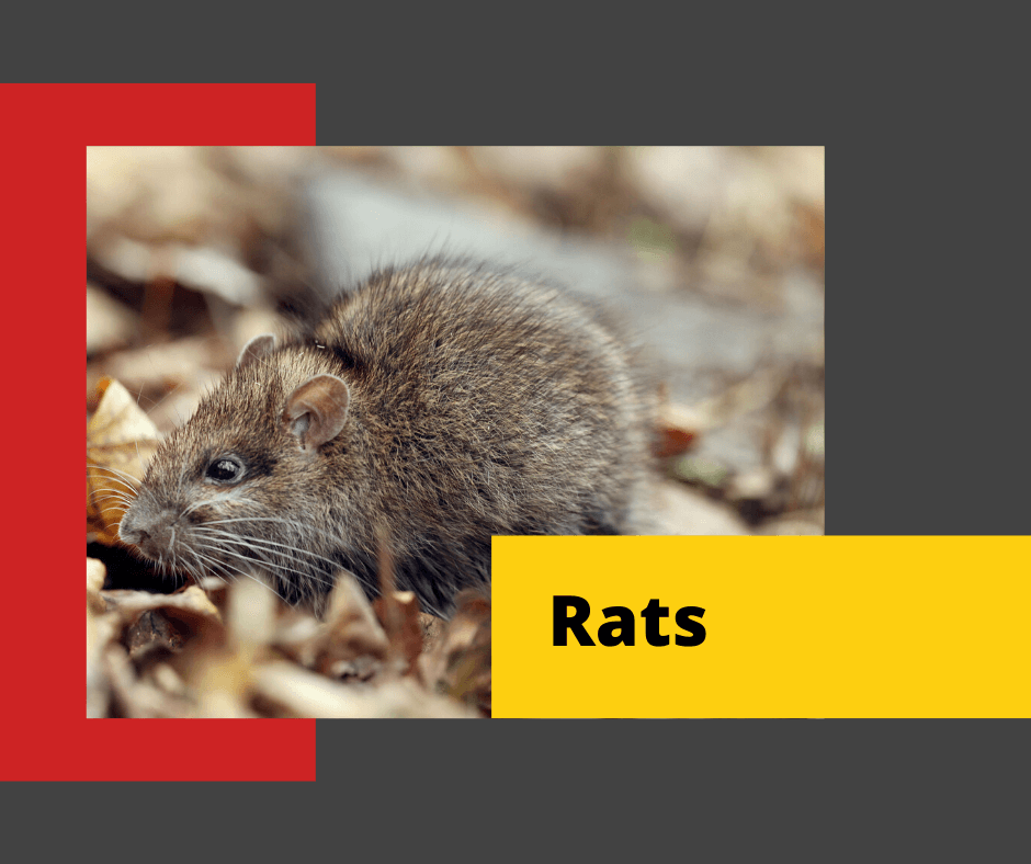 Rat-Control