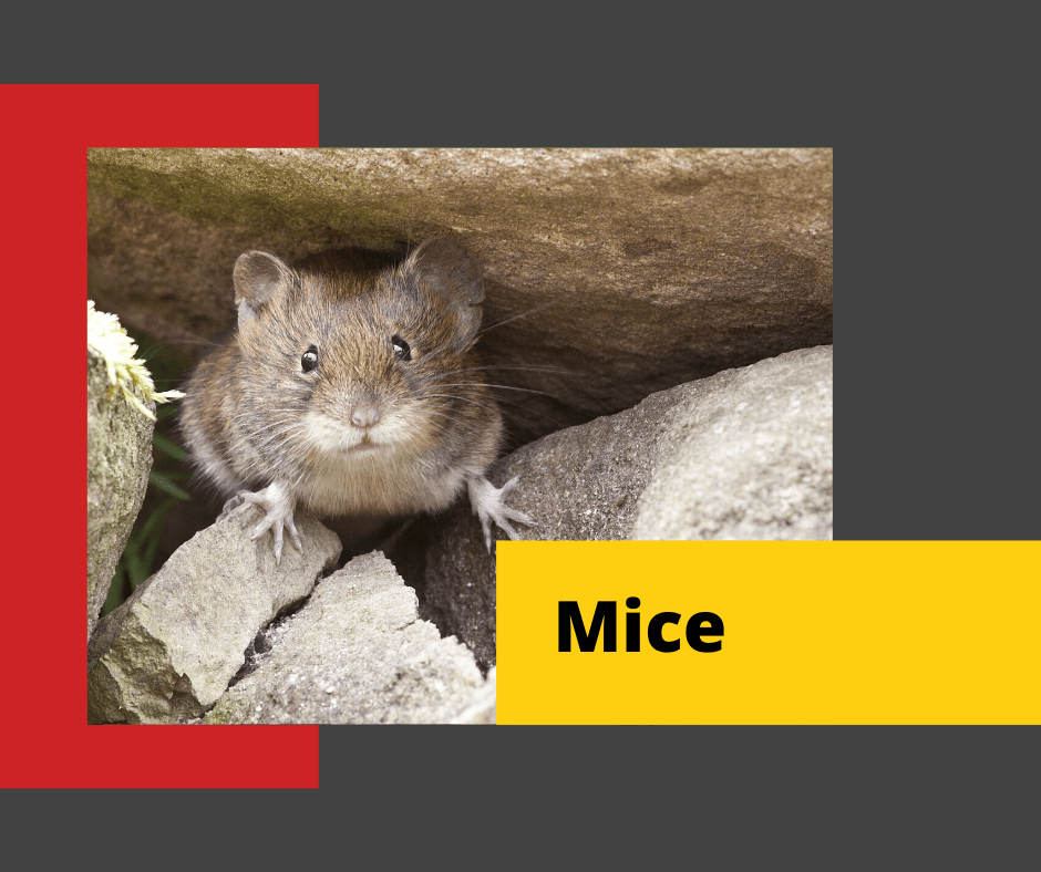 Mice-Control