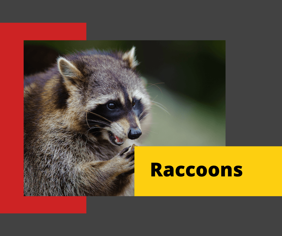Raccoon-Control